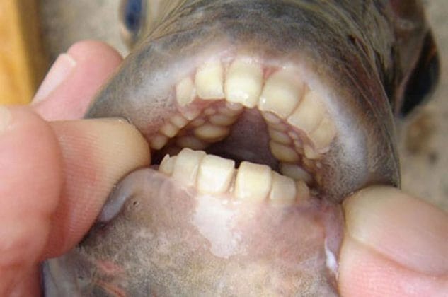 scary-animal-mouths-pacu-fi-633x420