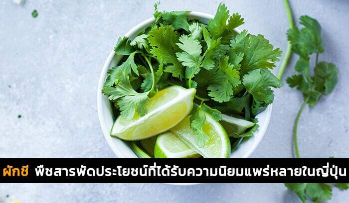 ผักชี